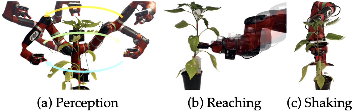 Robotic pollination execution stages