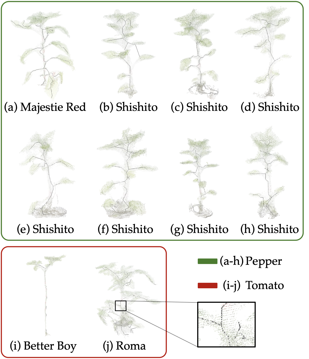 3D skeletonization on diverse plants