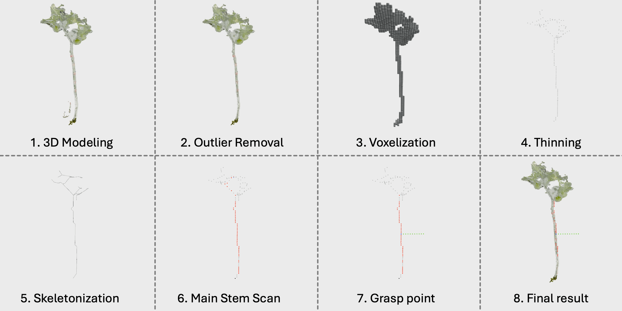 Tomato plant 2 skeletonization