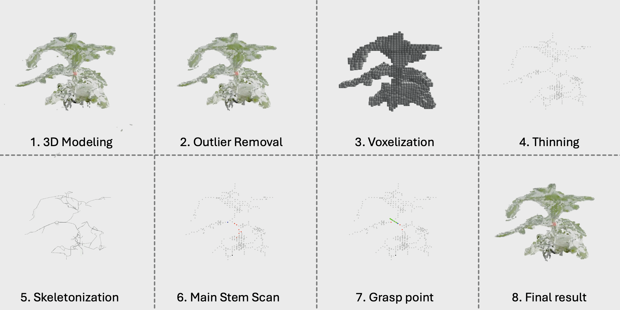 Tomato plant 3 skeletonization